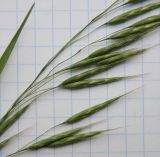 genus Bromus