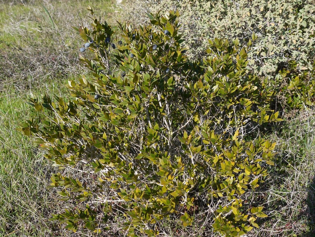 Image of Myrtus communis specimen.