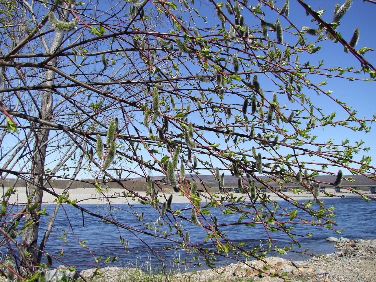 Image of Salix rorida specimen.