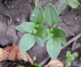 Antirrhinum majus