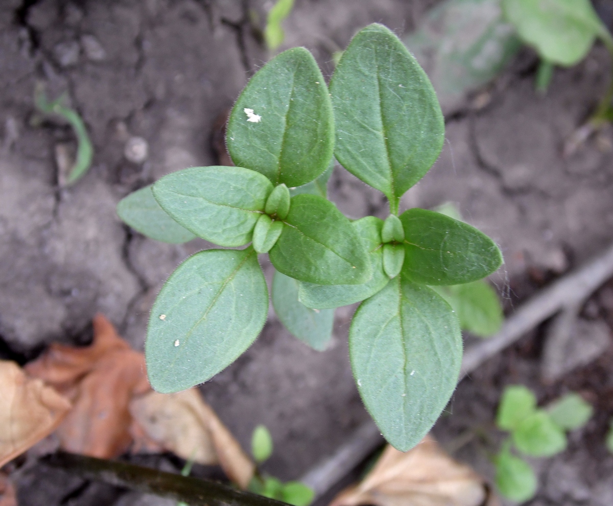 Изображение особи Antirrhinum majus.