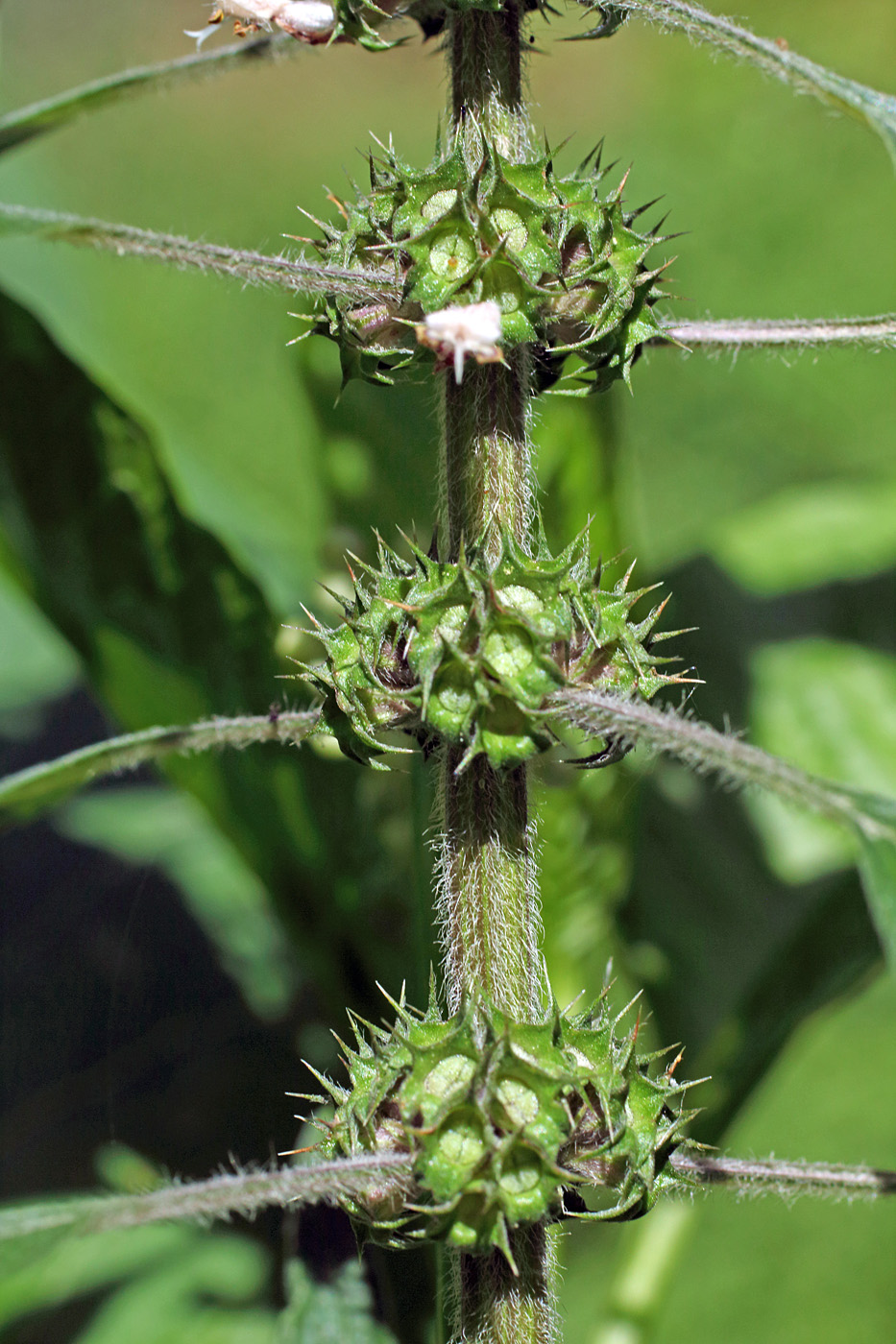 Изображение особи Leonurus quinquelobatus.