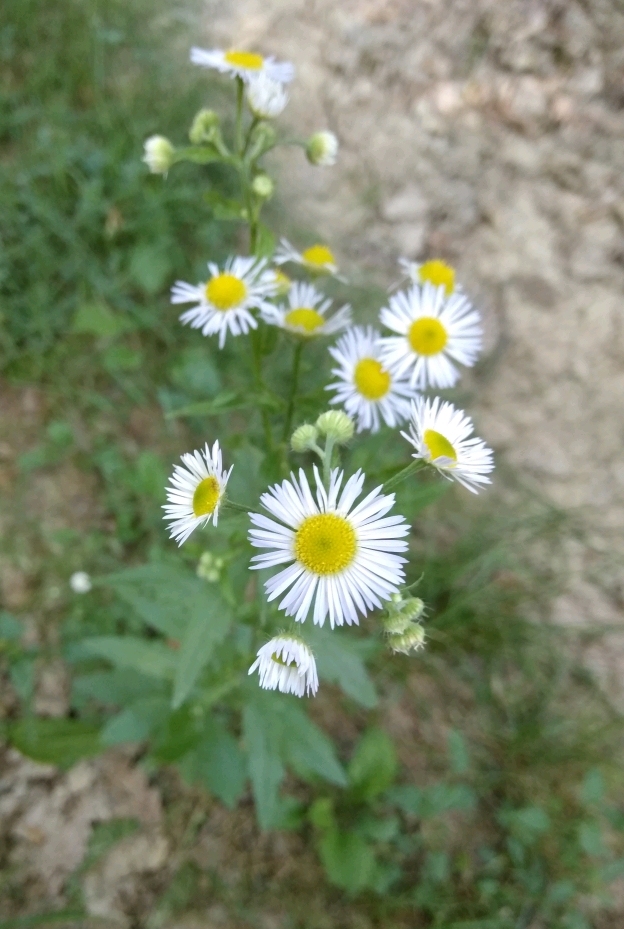 Изображение особи Erigeron annuus.