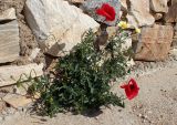 Papaver rhoeas