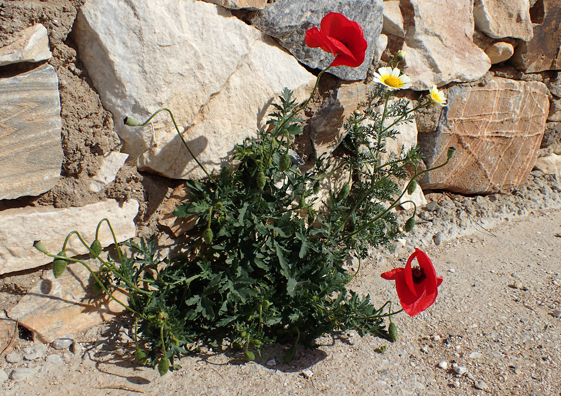 Image of Papaver rhoeas specimen.