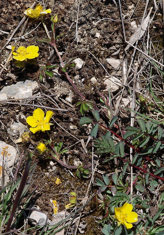 Изображение особи Potentilla crantzii.