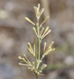 Asperula aristata