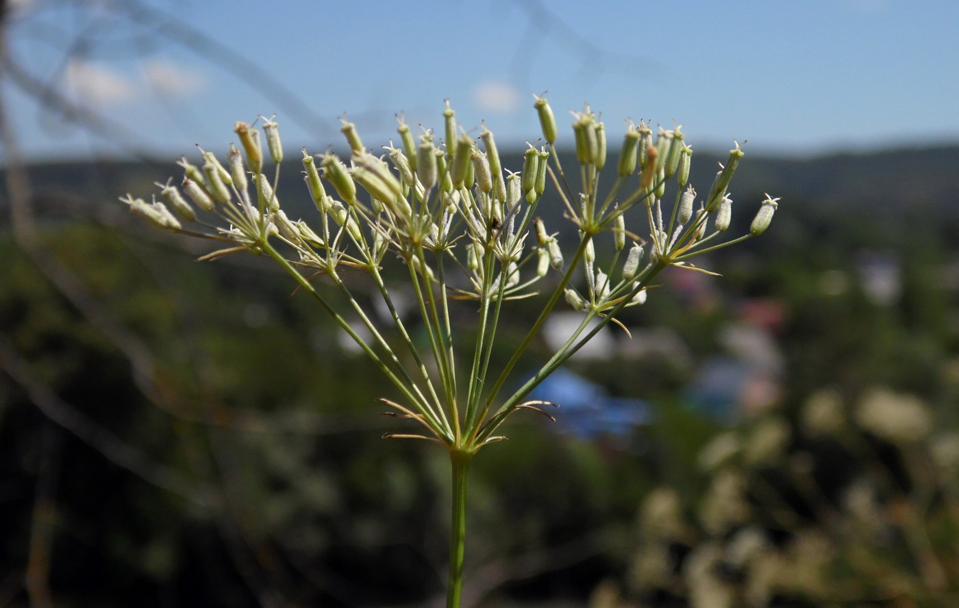 Изображение особи Falcaria vulgaris.