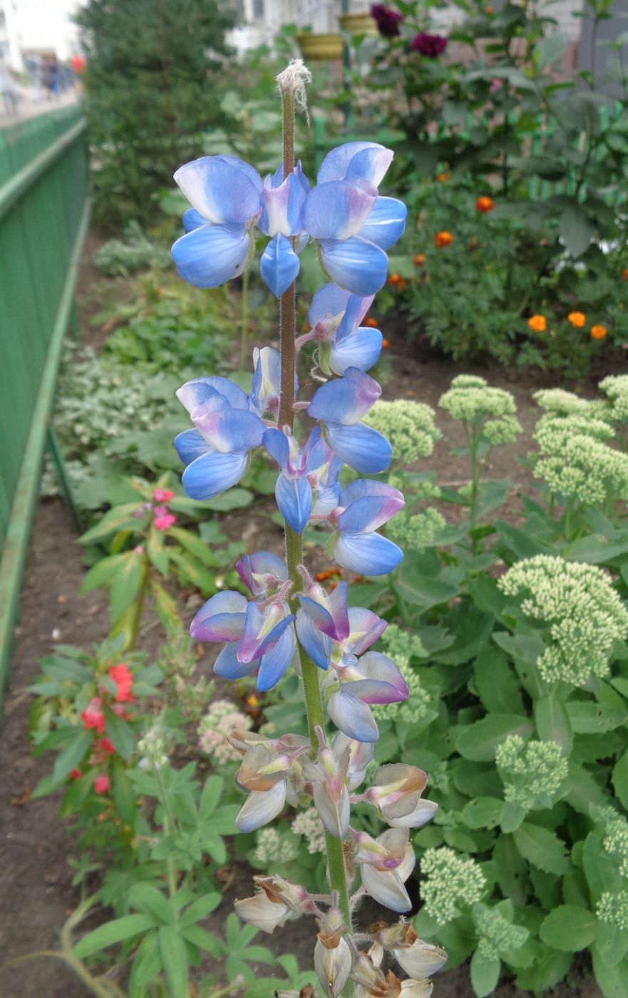 Изображение особи род Lupinus.