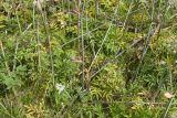 Angelica sylvestris