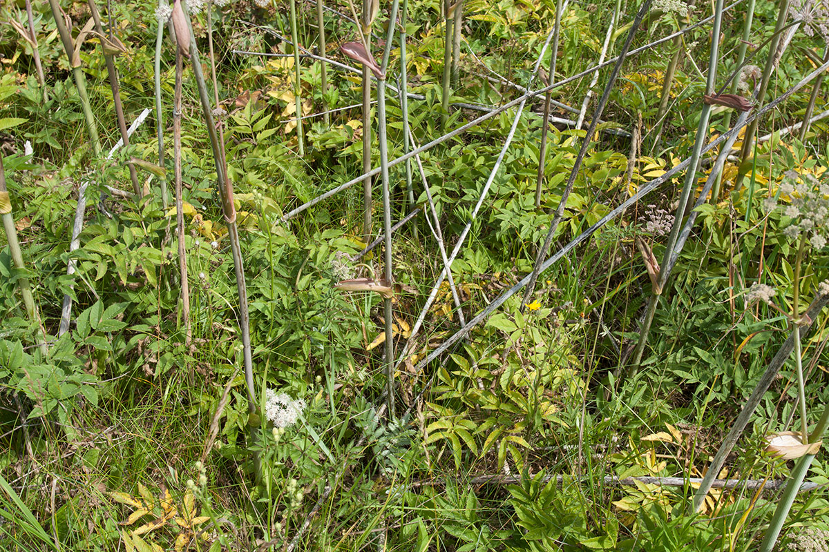 Image of Angelica sylvestris specimen.