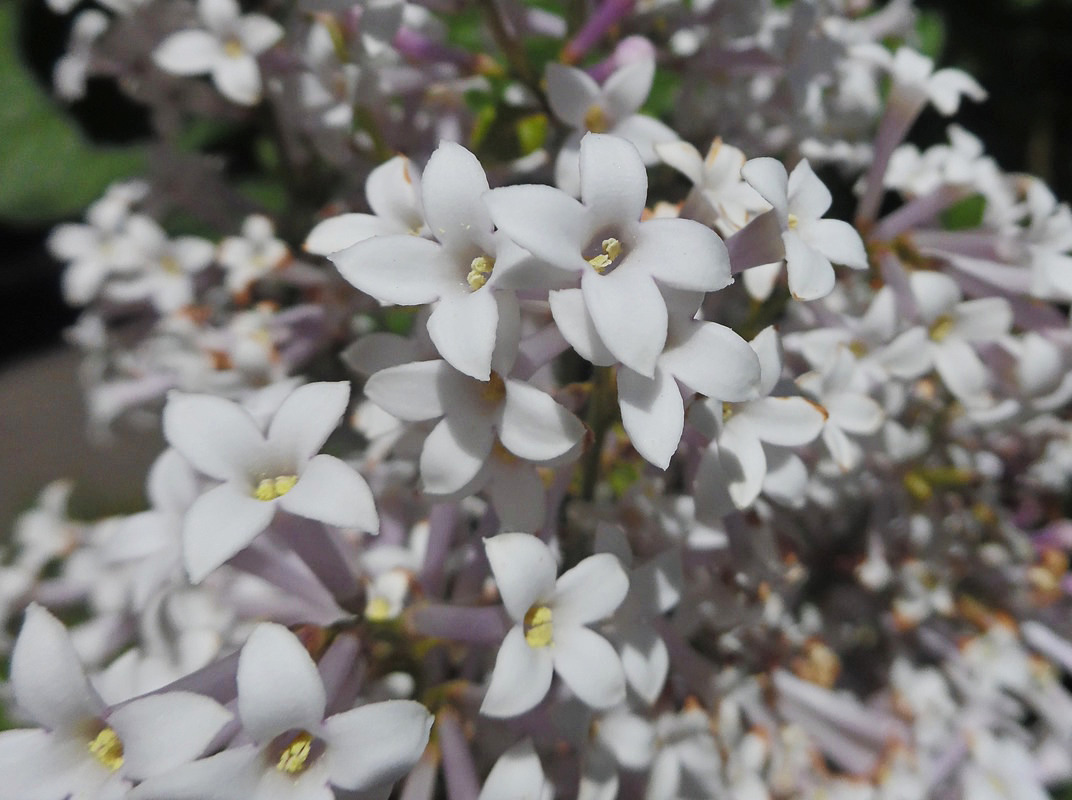 Изображение особи Syringa villosa.