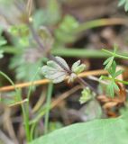 genus Euphrasia