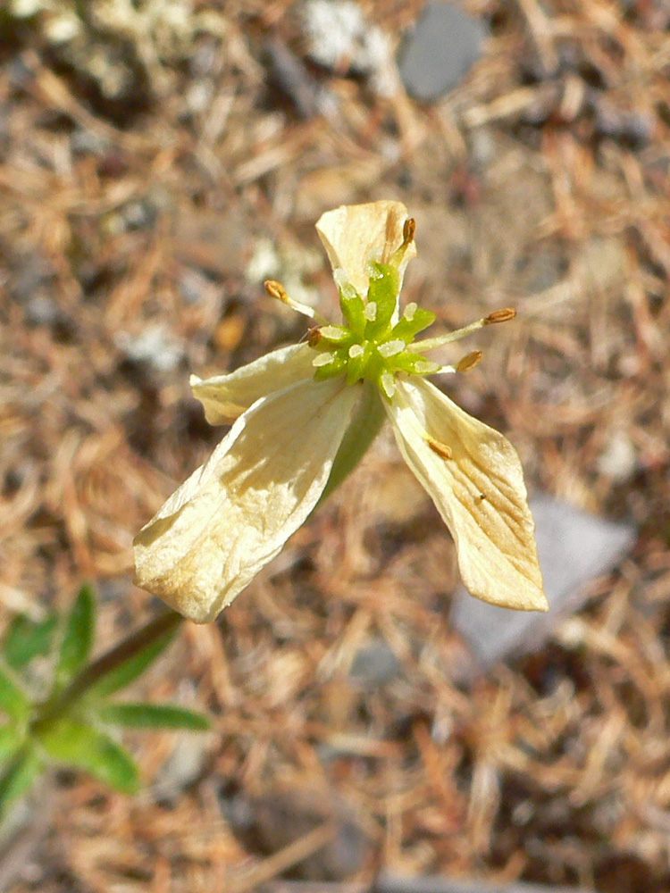 Image of Anemonastrum sibiricum specimen.