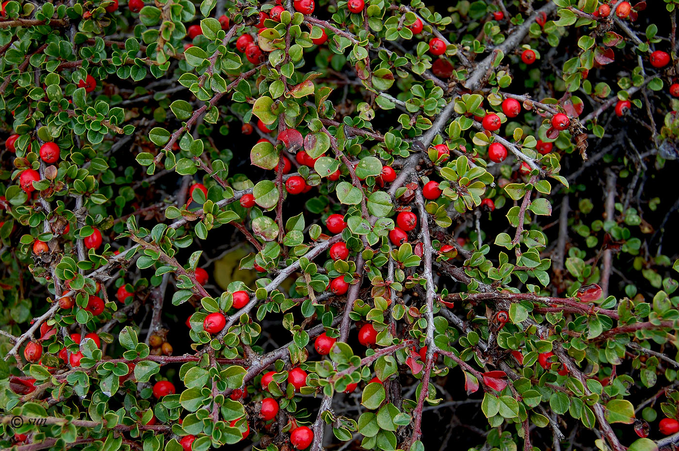 Image of Cotoneaster dammeri specimen.