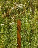 Achillea cartilaginea