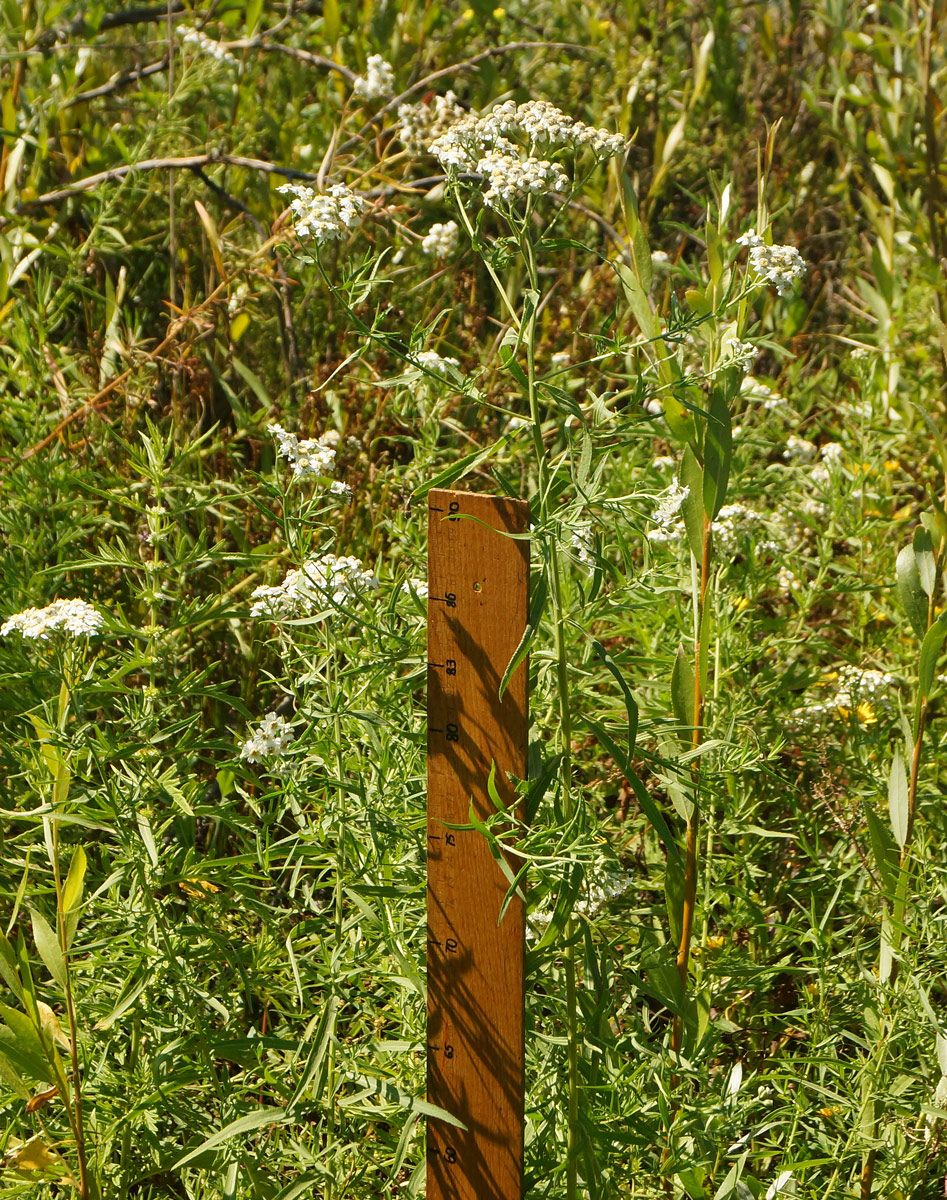 Image of Achillea cartilaginea specimen.