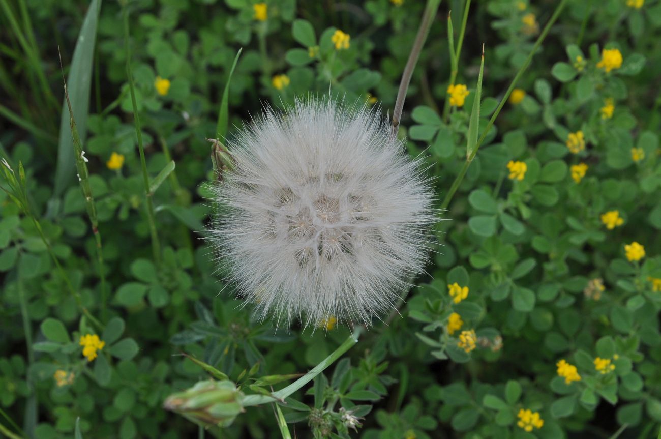 Изображение особи род Tragopogon.