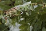 Astragalus membranaceus. Верхушка цветущего побега под выпавшим снегом. Республика Алтай, Кош-Агачский р-н, Северо-Чуйский хребет, долина р. Актру, берег временного водотока. 14.08.2018.