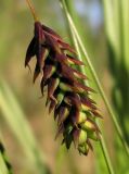 Carex paupercula. Пестичный колосок. Окрестности Архангельска, болото. 11 июня 2010 г.