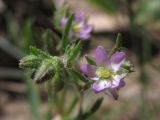 Spergularia marina. Цветок, бутоны и листья. Западный Крым, верховья оз. Кызыл-Яр у впадения р. Тобе-Чокрак. 01.06.2018.