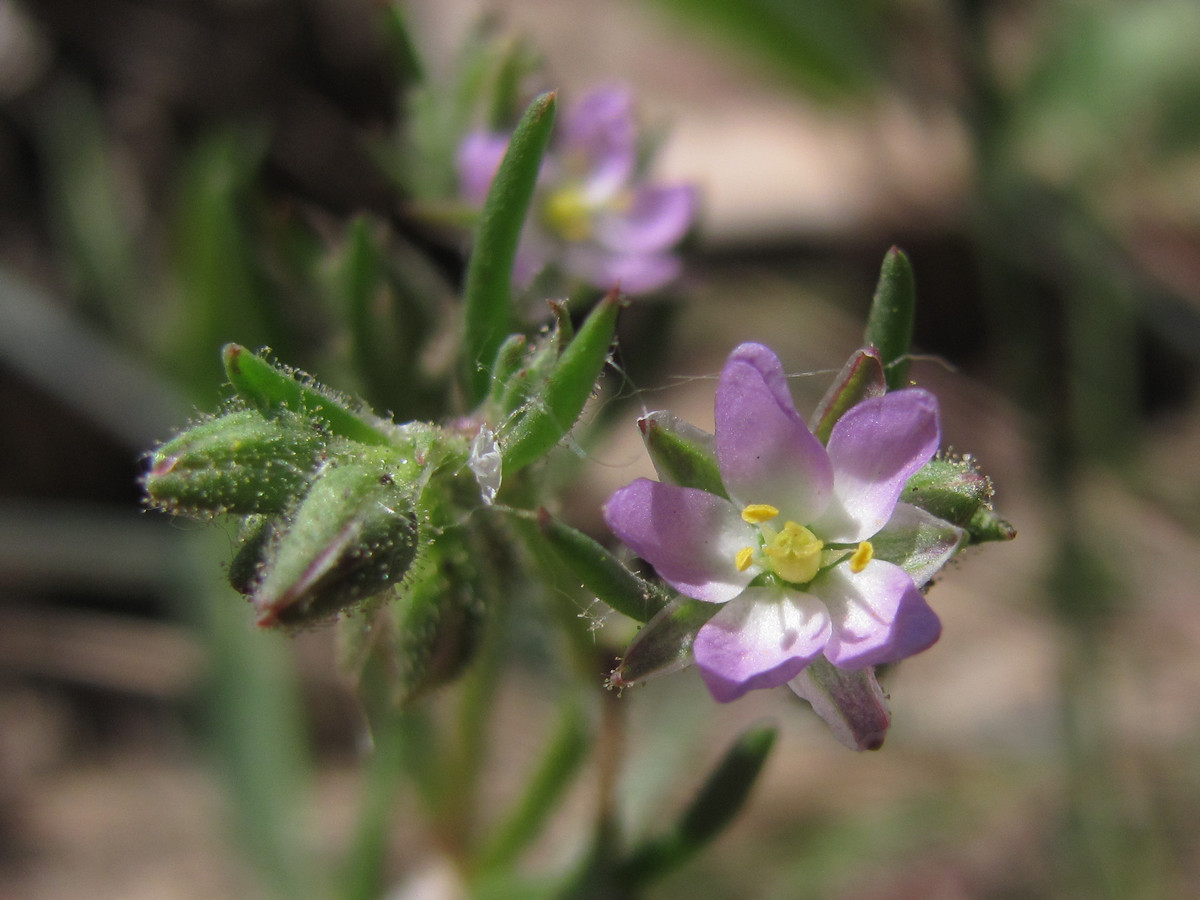 Image of Spergularia marina specimen.