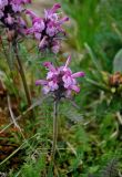 Pedicularis fissa. Верхушки побегов с соцветиями. Красноярский край, Ермаковский р-н, природный парк \"Ергаки\", берег оз. Мраморное, ≈ 1600 м н.у.м., на поросшем мхом камне. 16.07.2018.