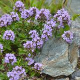 Ziziphora puschkinii