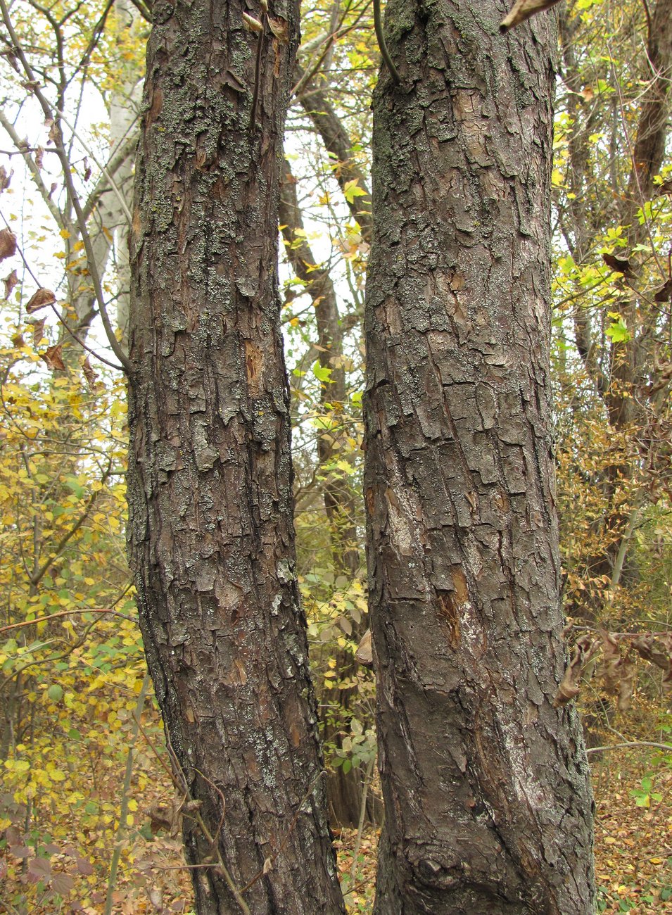 Изображение особи Malus orientalis.