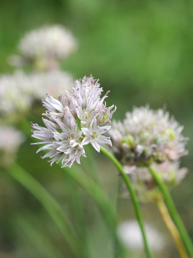 Изображение особи Allium glomeratum.