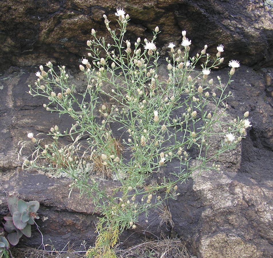 Image of Centaurea diffusa specimen.