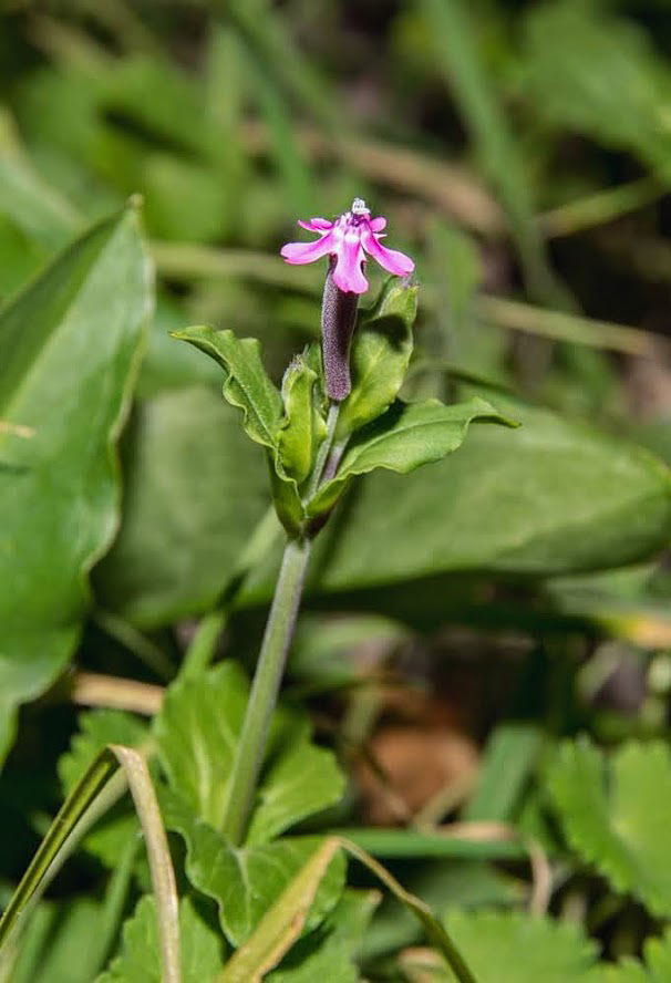 Image of Silene aegyptiaca specimen.