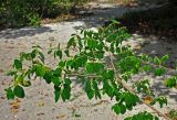 Breynia coronata. Верхушка ветви плодоносящего дерева. Малайзия, о-в Пенанг, национальный парк Пенанг, край песчаного пляжа. 06.05.2017.