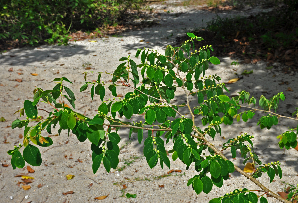 Image of Breynia coronata specimen.