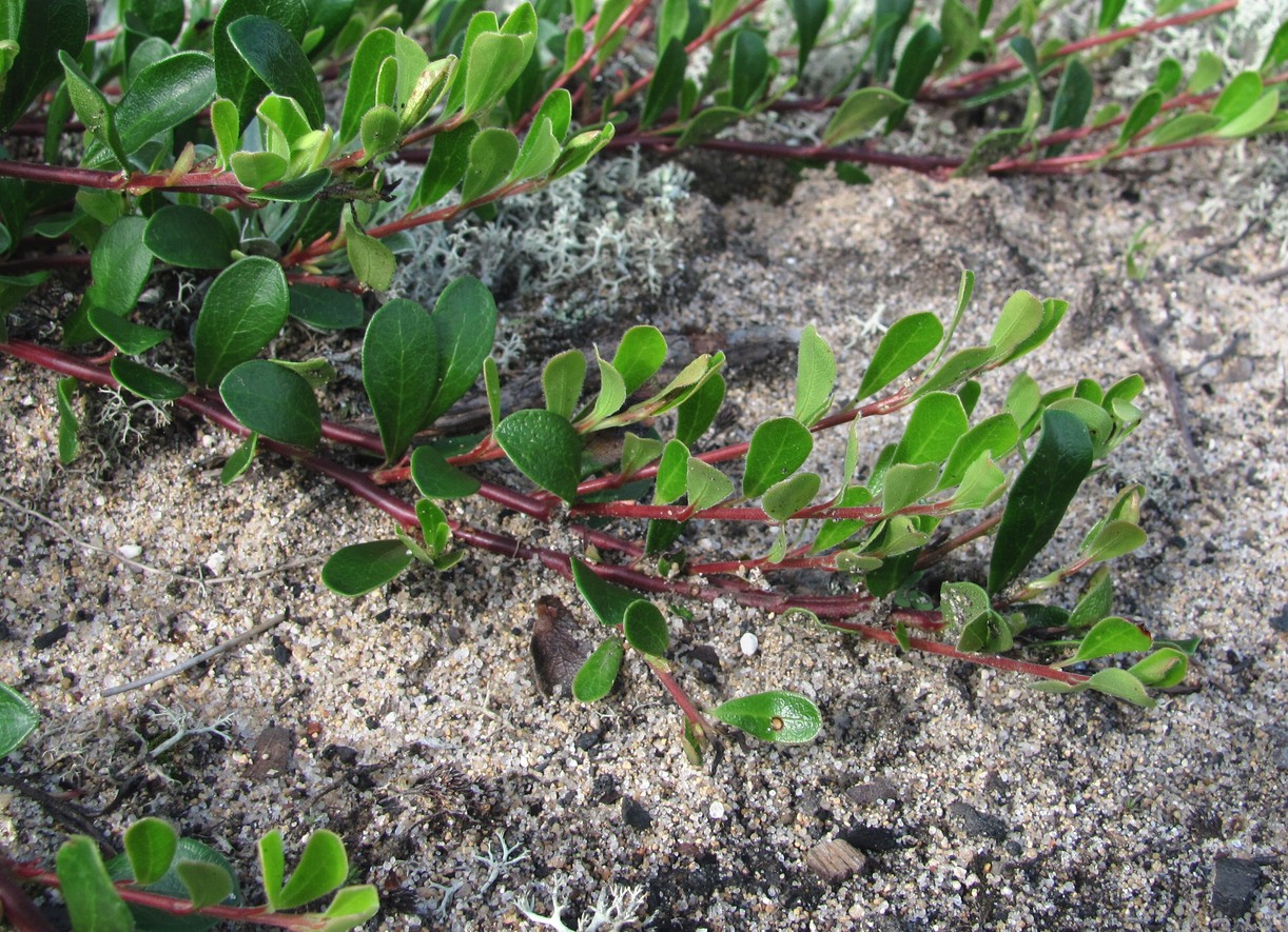 Image of Arctostaphylos uva-ursi specimen.