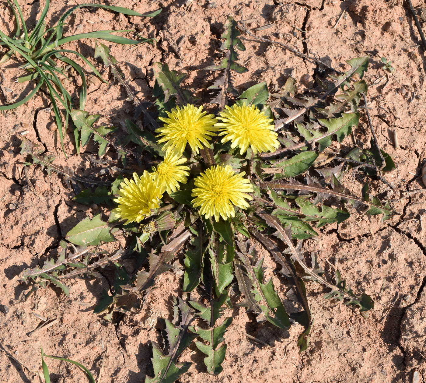 Image of Taraxacum monochlamydeum specimen.