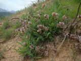 Astragalus irisuensis