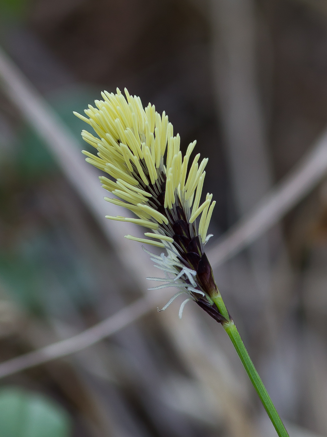 Изображение особи Carex montana.