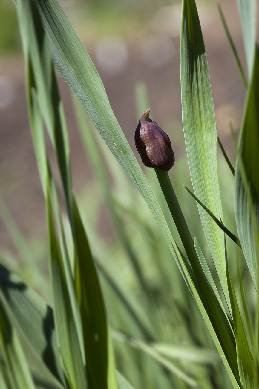 Изображение особи Allium obliquum.