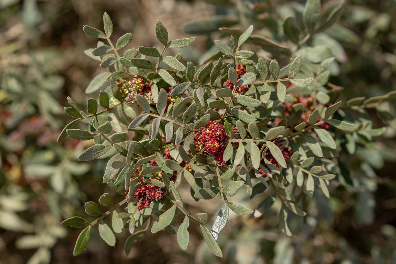 Image of Pistacia lentiscus specimen.