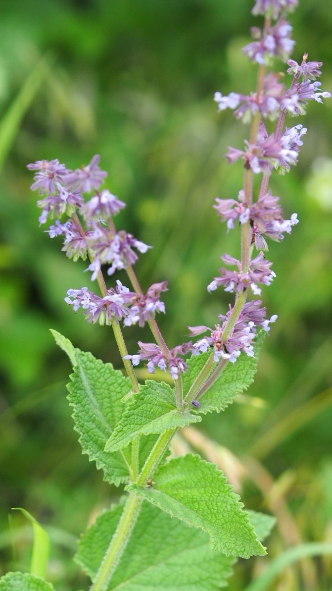 Image of Salvia verticillata specimen.