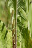 Crepis biennis. Часть листа в нижней части растения (вид на абаксиальную поверхность). Ленинградская обл., Гатчинский р-н, окр. дер. Авколево, карьер \"Елизаветино\", зарастающий деревьями вейниковый луг на месте выработки известняка. 16.06.2019.