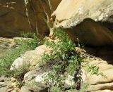 Scrophularia rupestris. Отцветающие растения. Дагестан, Кумторкалинский р-н, хр. Нарат-Тюбе, выходы скал. 31 мая 2019 г.
