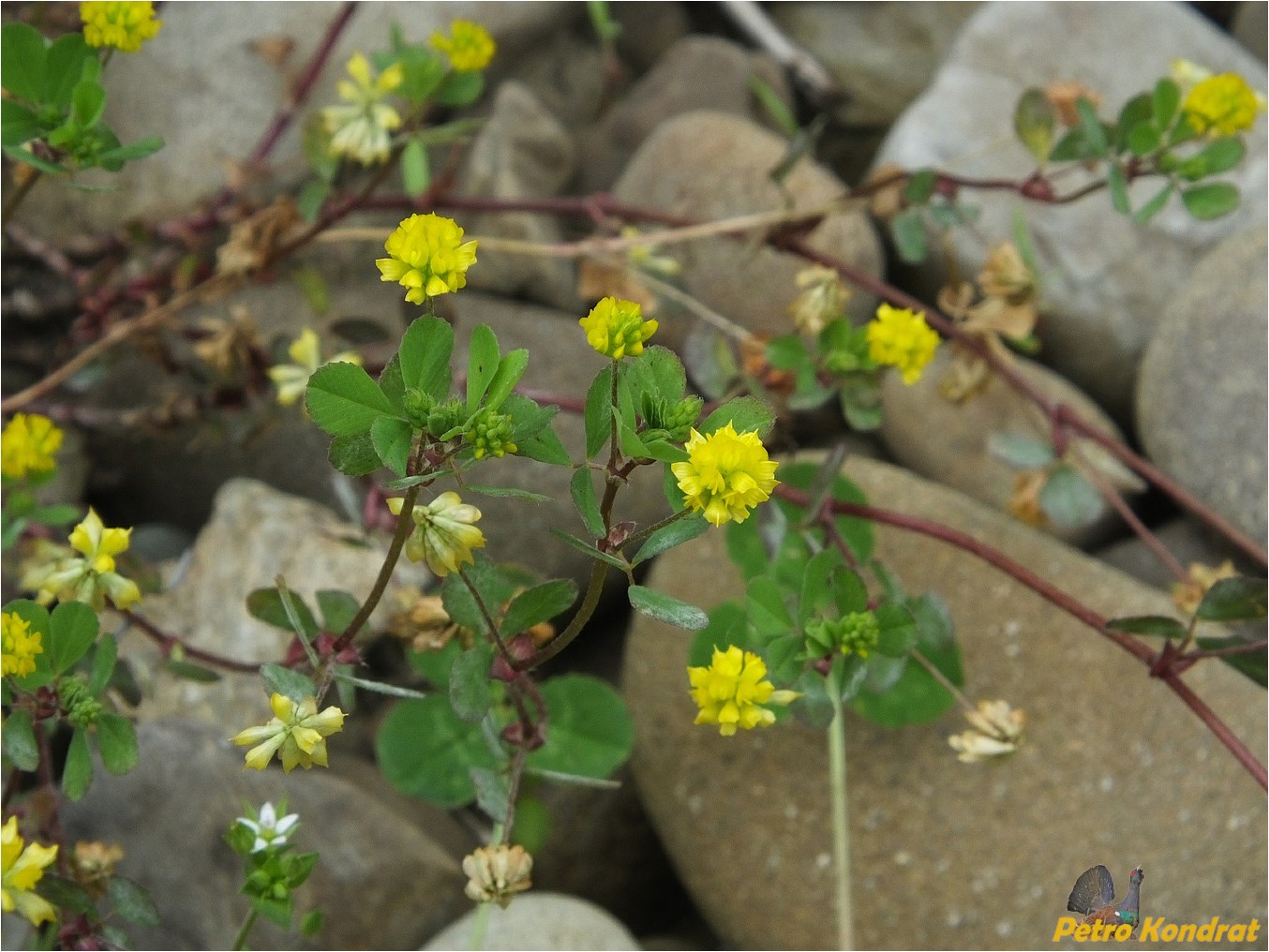 Image of Trifolium dubium specimen.