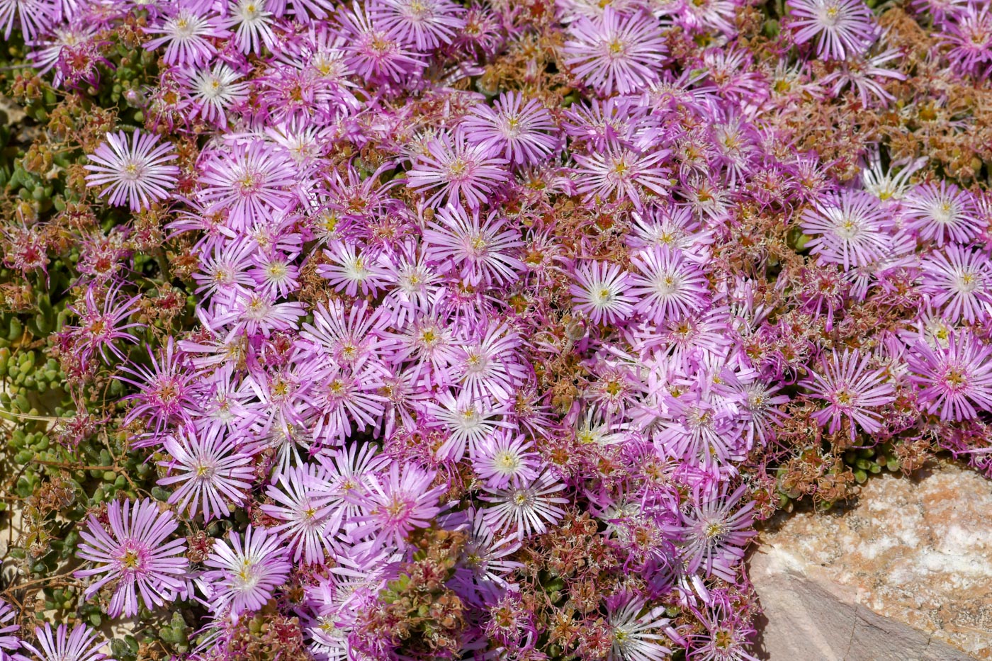 Изображение особи Drosanthemum floribundum.