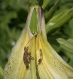 Lilium kesselringianum