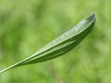 Plantago lanceolata. Лист (абаксиальная сторона). Ленинградская обл., Волосовский р-н, окр. дер. Донцо, разнотравный луг в молодом мелколиственном лесу. 16.06.2019.