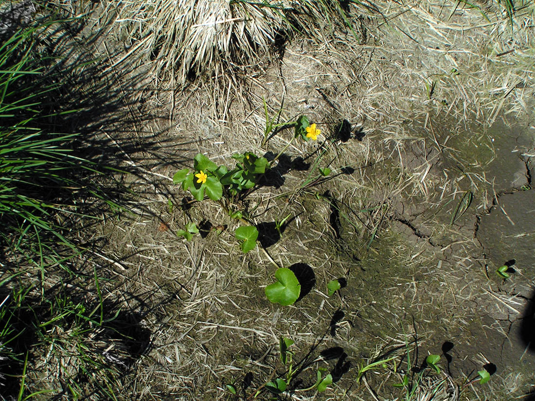 Изображение особи Caltha palustris.