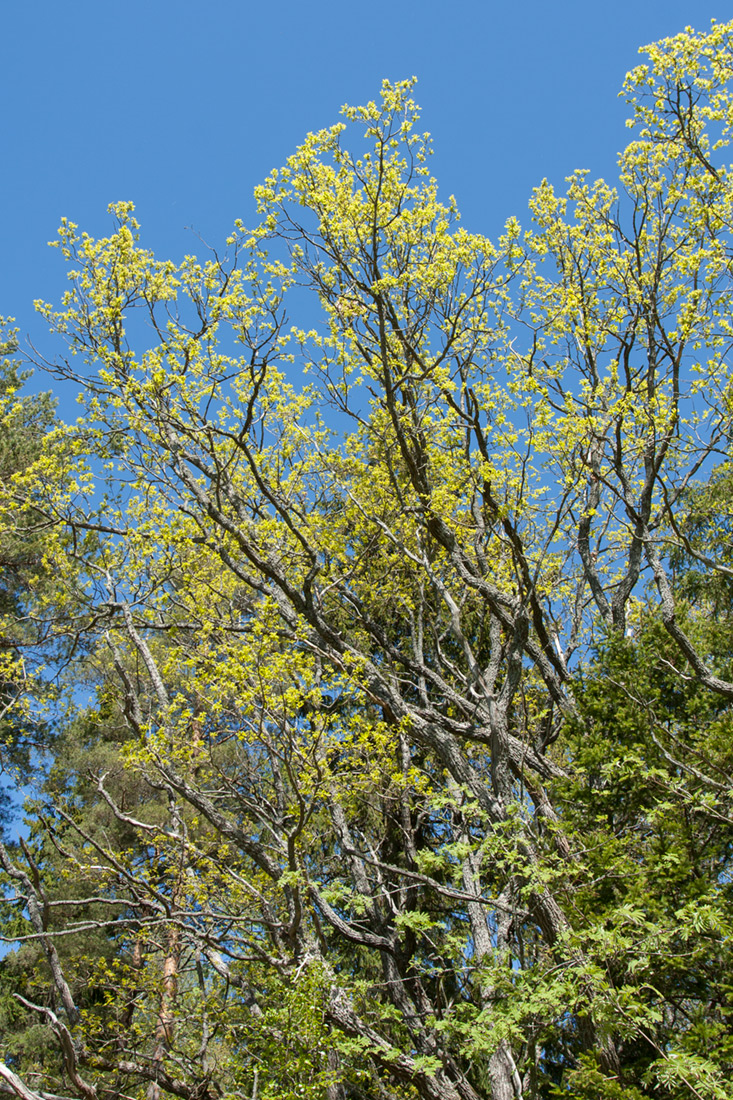 Image of Quercus robur specimen.