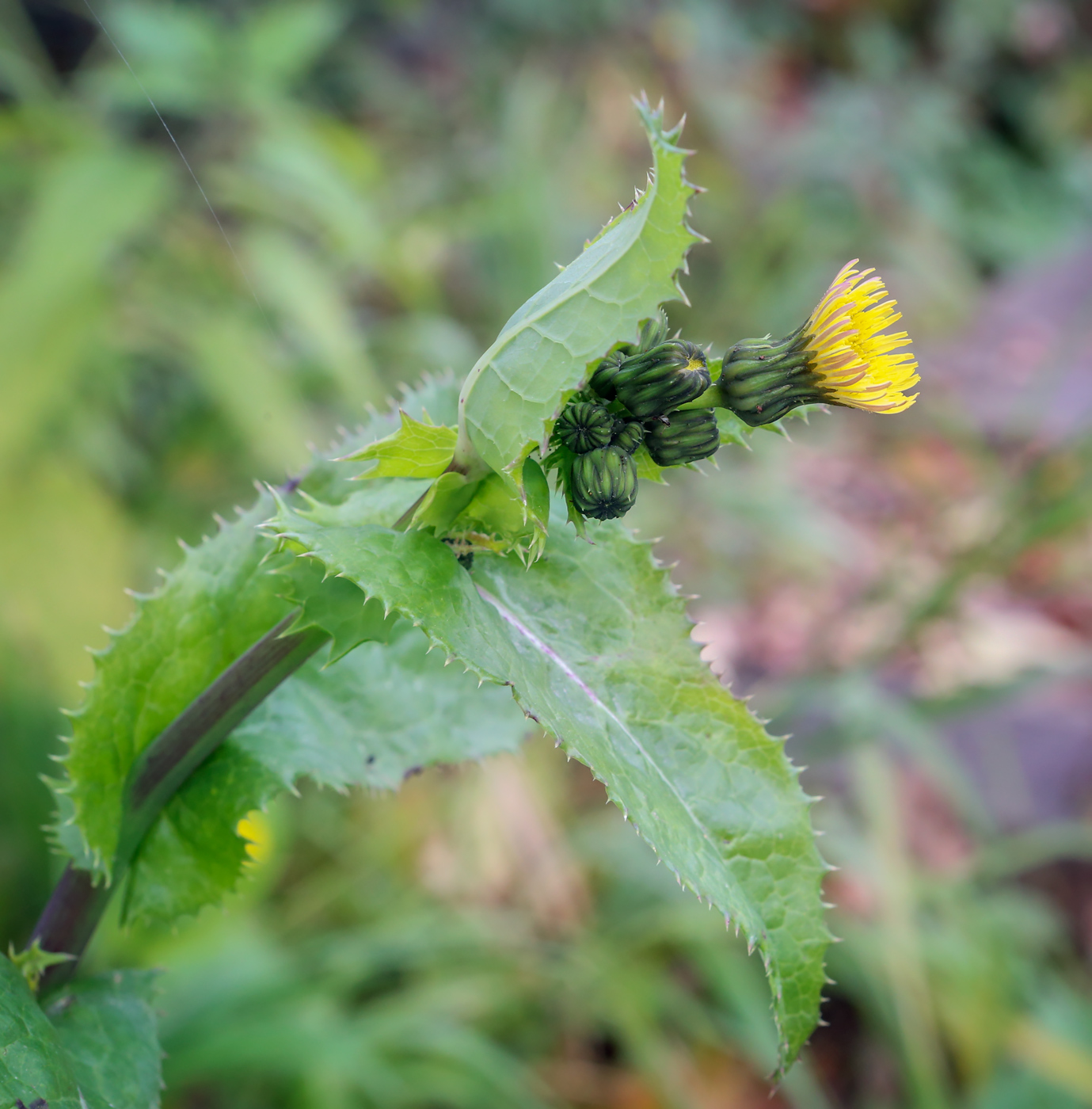 Image of Sonchus asper specimen.